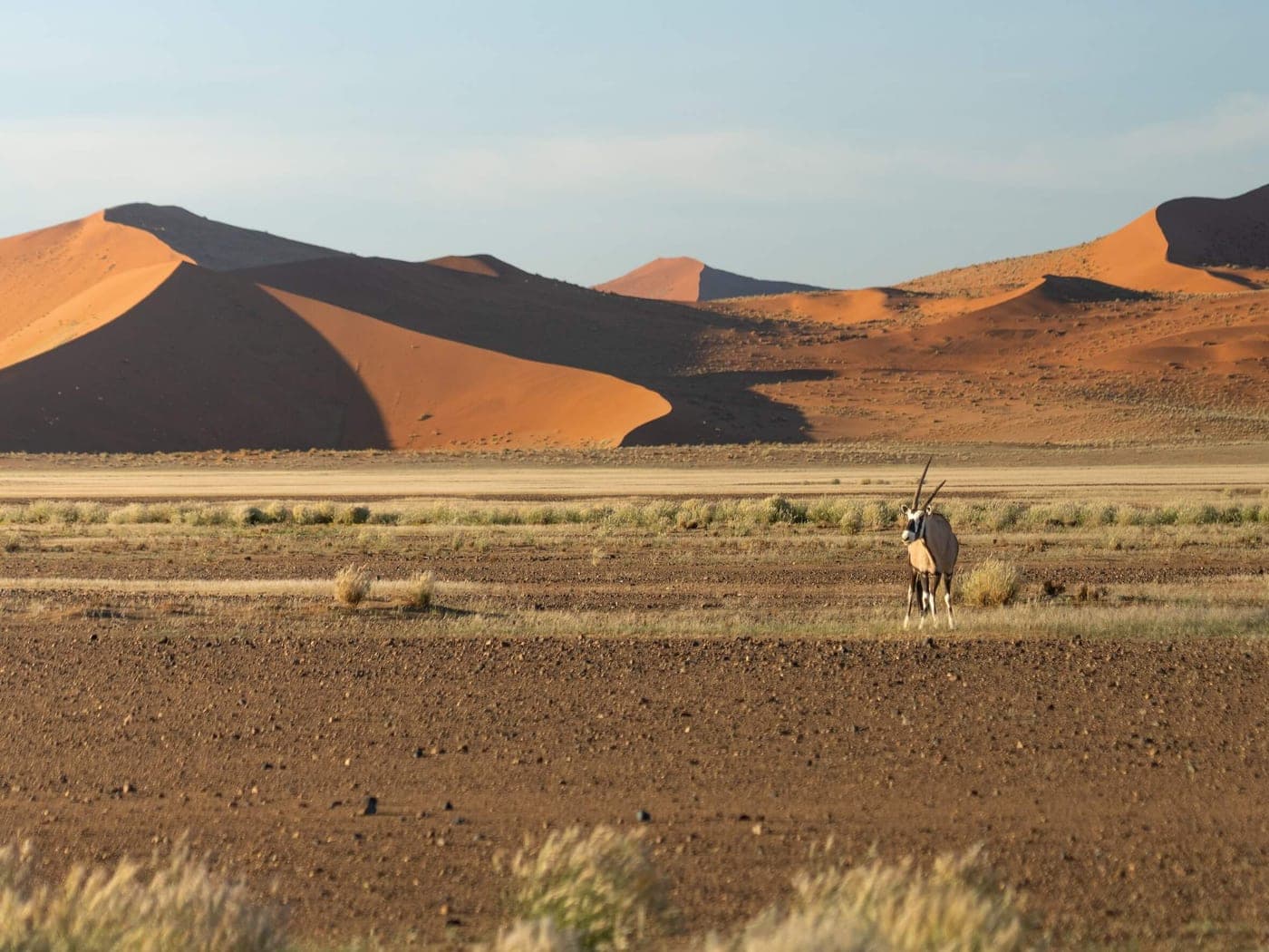 Un oryx solitaire au pied des dunes rouges du désert du Namib