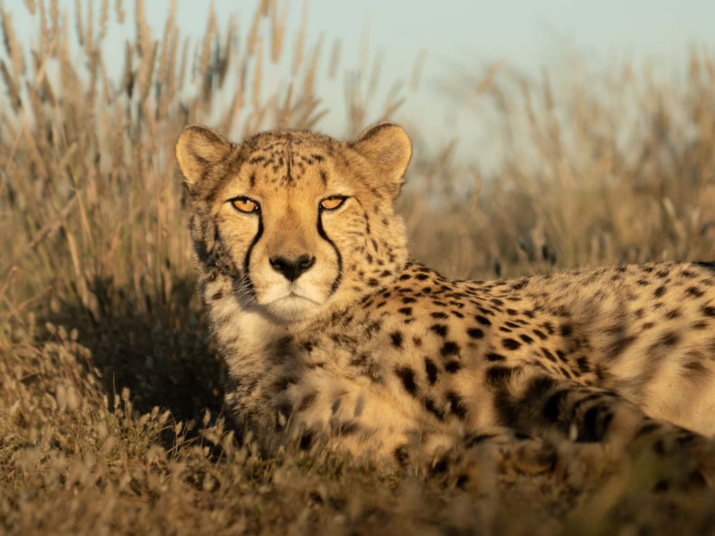 Un guépard couché dans les hautes herbes, le regard vers l'objectif