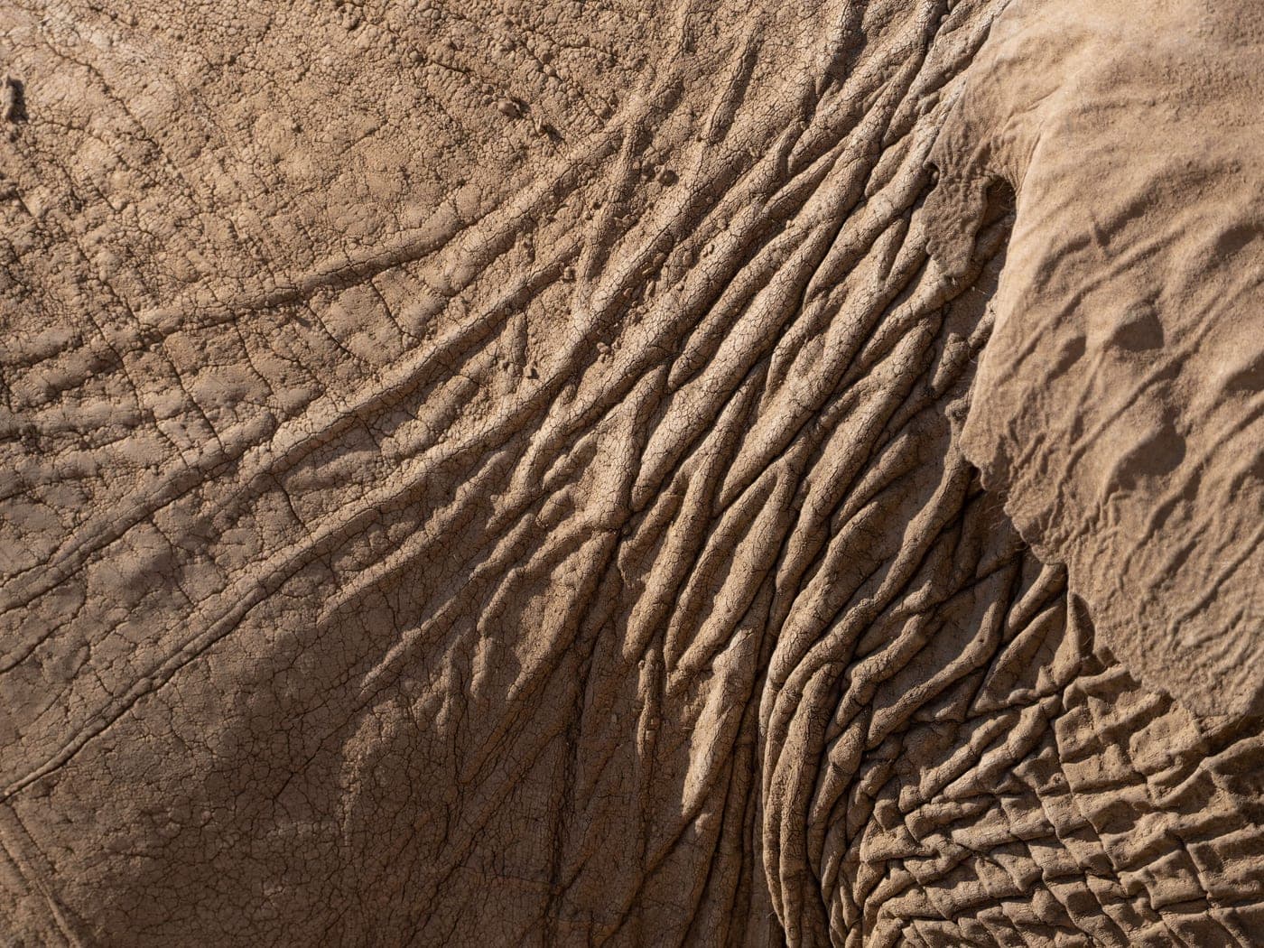 Détail de la peau plissée d'un éléphant, en lumière rasante