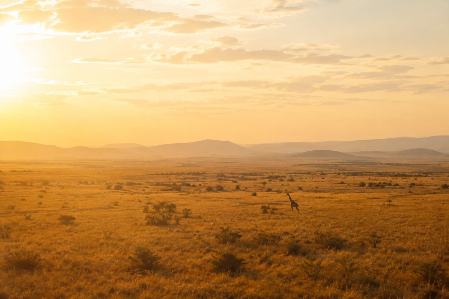 Une girafe au loin dans une savane dorée, la piste filant vers l’horizon