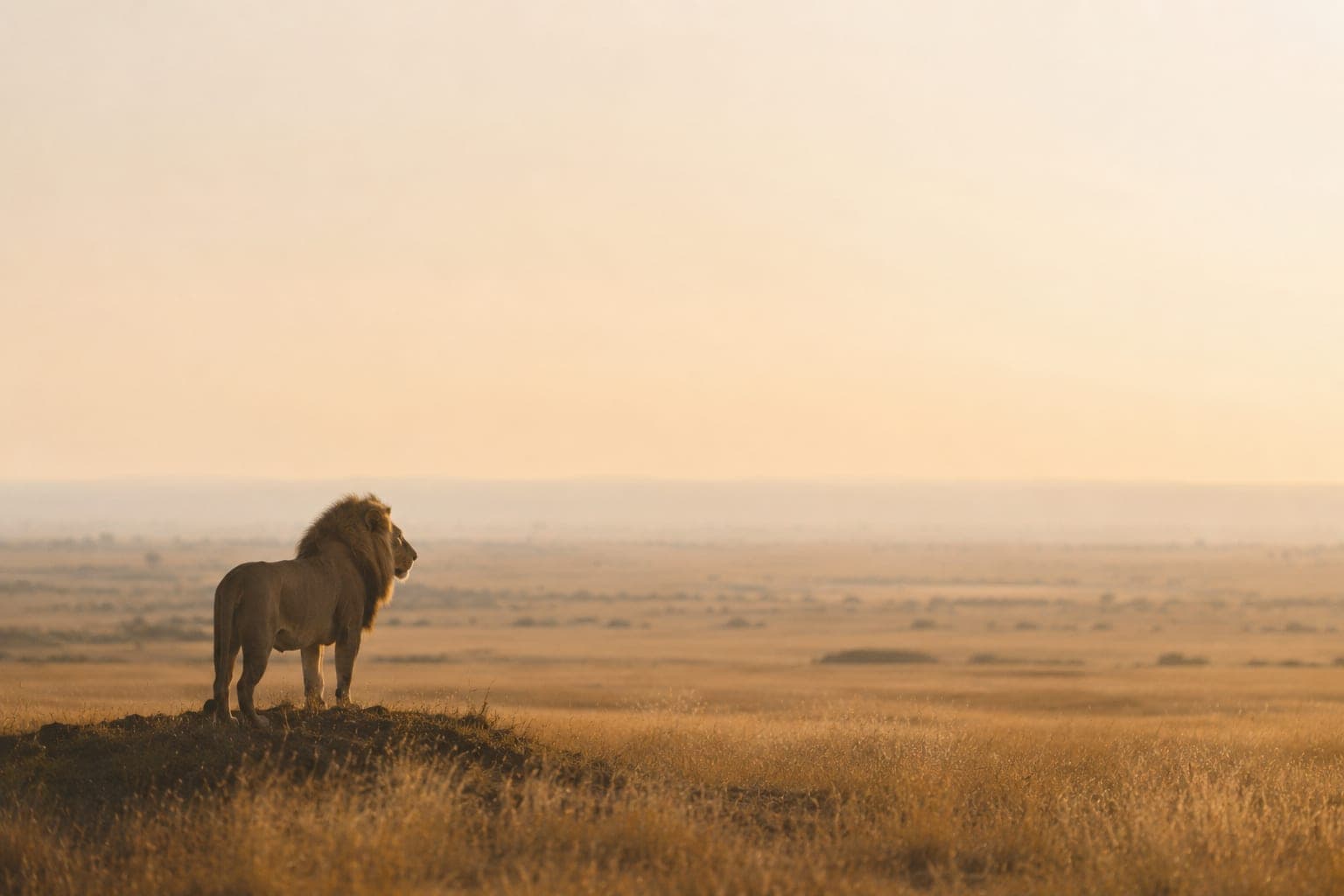 Un lion posté sur une butte, dominant la plaine