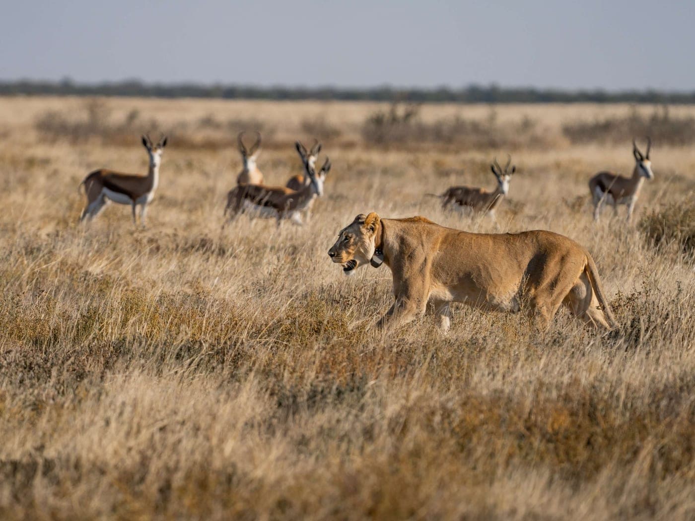Une lionne traversant la savane sous le regard d'un groupe de springboks
