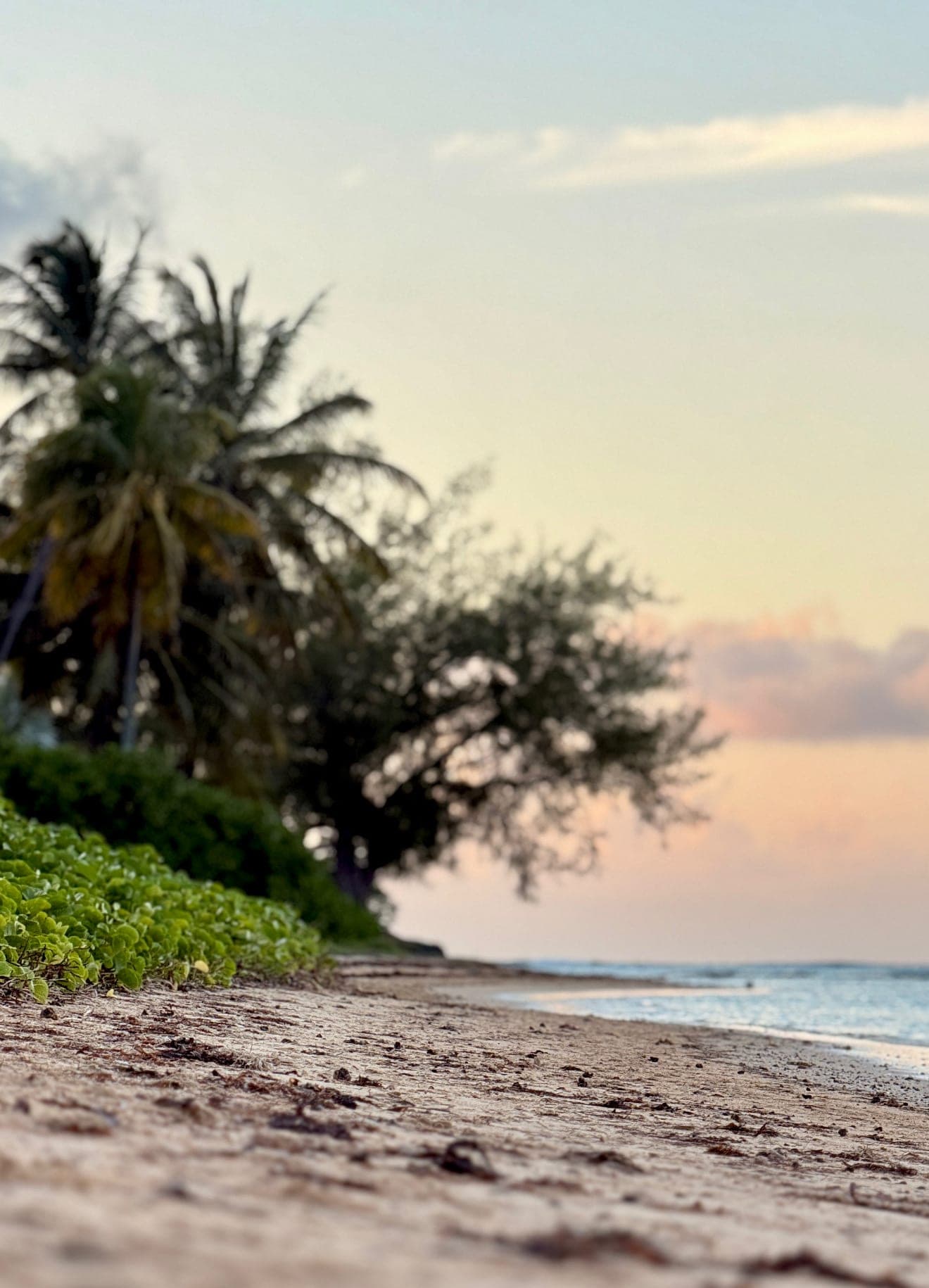 Une plage de sable bordée de cocotiers au crépuscule, à Grand-Baie
