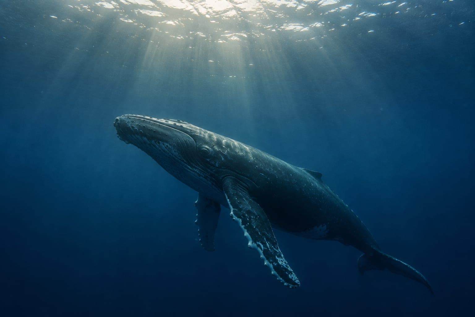 Une baleine à bosse glissant sous la surface, la lumière du jour descendant en rais depuis le haut de l’eau